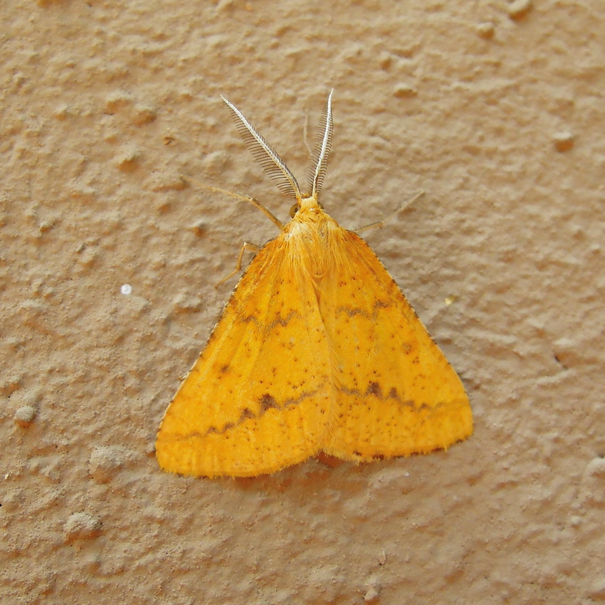 Aspitates ochrearia